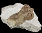 Cute, Asaphus Lepidurus Trilobite - Russia #89064-2